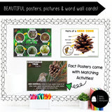 Coniferous Tree Science | Activities, Experiments & Science Center Printables