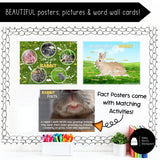 Rabbit Science | Activities, Experiments & Science Center Printables