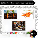 Carrot Science | Activities, Experiments & Science Center Printables