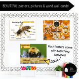 Honeybee Science | Activities, Experiments & Science Center Printables